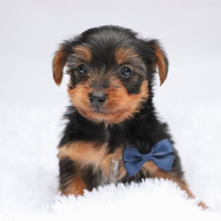 Eagle - Available Now