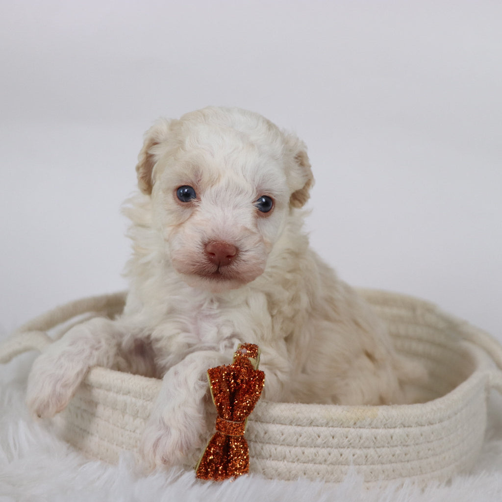 Earl - Available Now