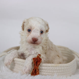 Earl - Available Now