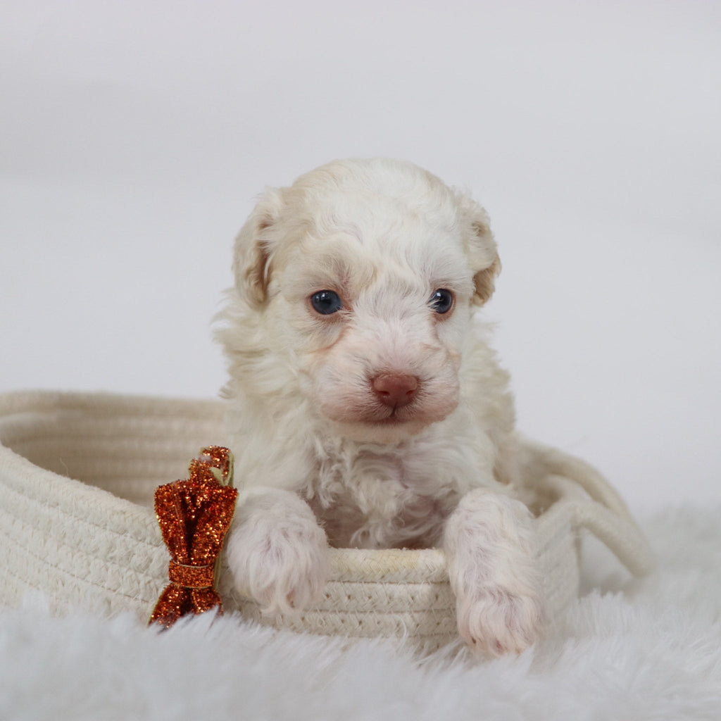 Earl - Available Now