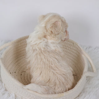 Earl - Available Now