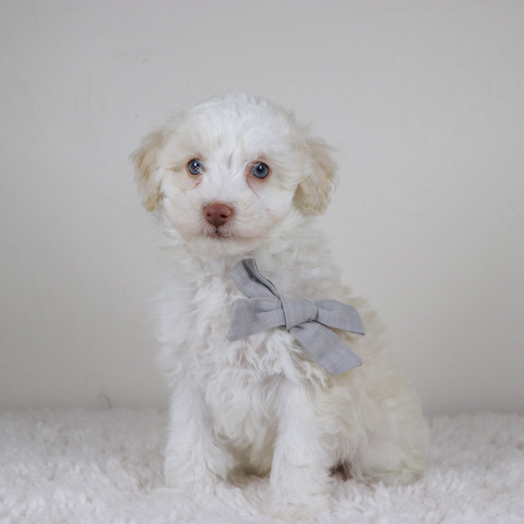 Earl - Available Now