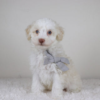 Earl - Available Now