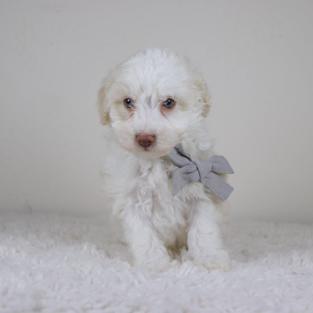 Earl - Available Now