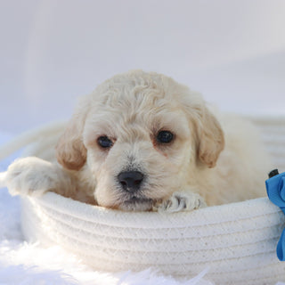 Eddie - Available Now