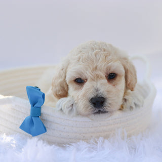 Eddie - Available Now