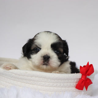 Edwin - Available Now