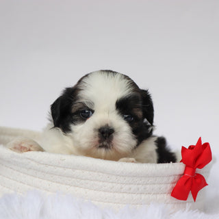 Edwin - Available Now