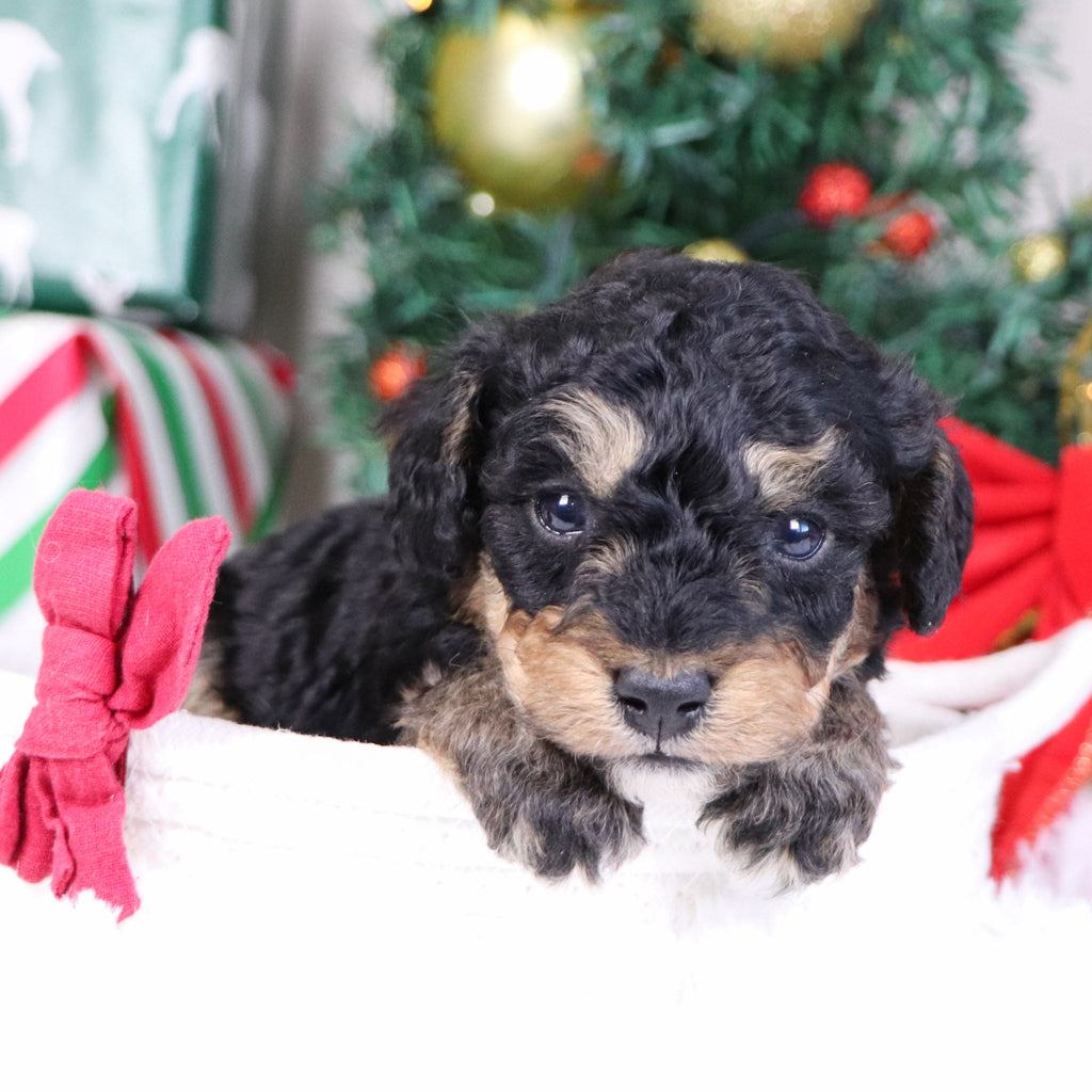 Elam - Available 1/21