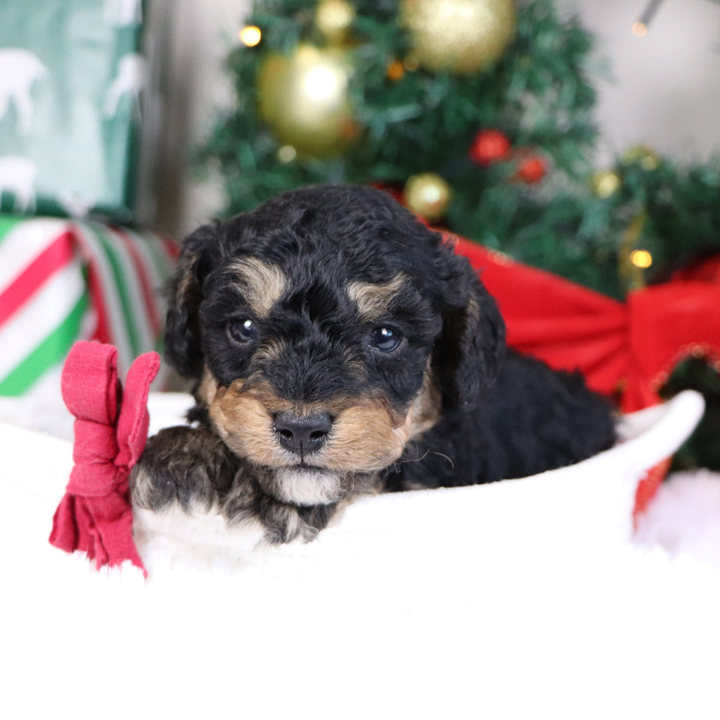 Elam - Available 1/21