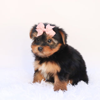 Elena - Available 9/24