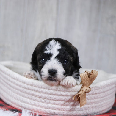 Elf - Available 12/31