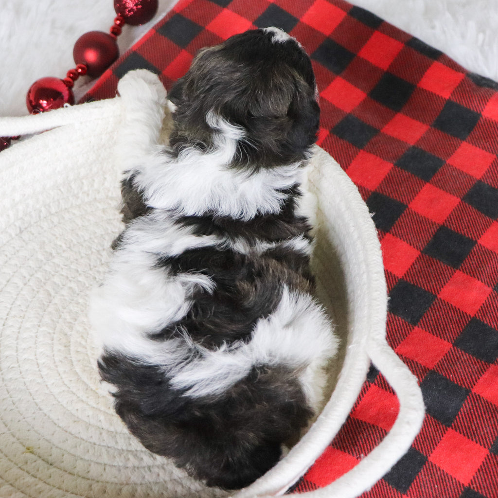 Elf - Available 12/31