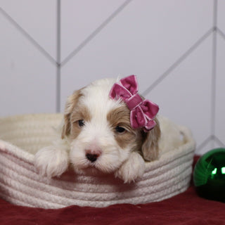 Elli - Available 1/14