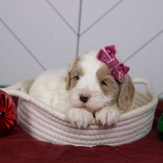 Elli - Available 1/14