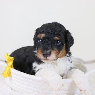 Elliot - Available 11/12