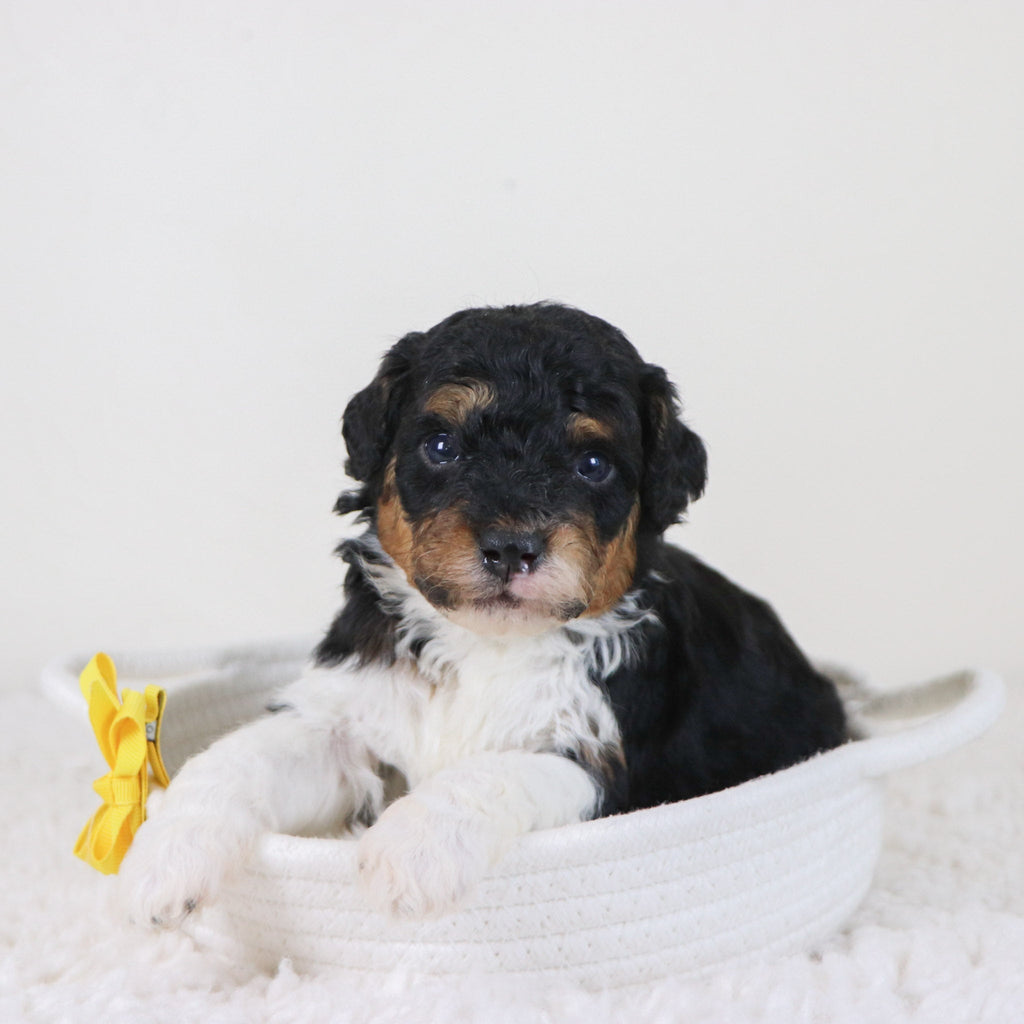 Elliot - Available 11/12