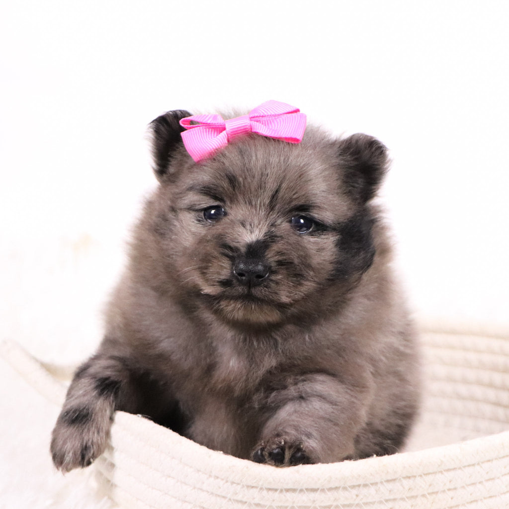 Elsa - Available 11/18