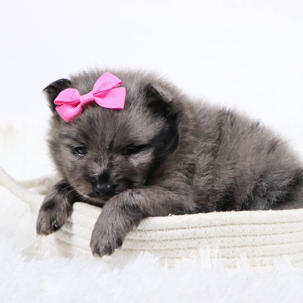 Elsa - Available 11/18