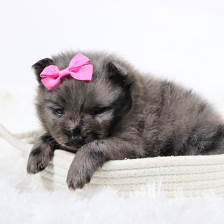 Elsa - Available 11/18