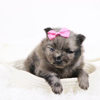 Elsa - Available 11/19