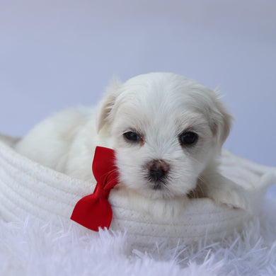 Elvis - Available 10/7