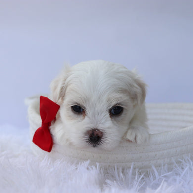 Elvis - Available 10/7