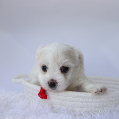 Ember - Available 10/7