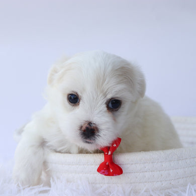 Ember - Available 10/7