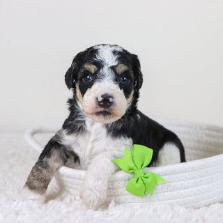 Emerson - Available Now