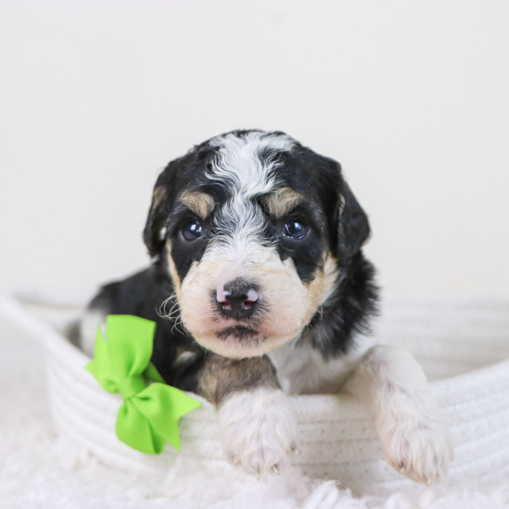 Emerson - Available Now