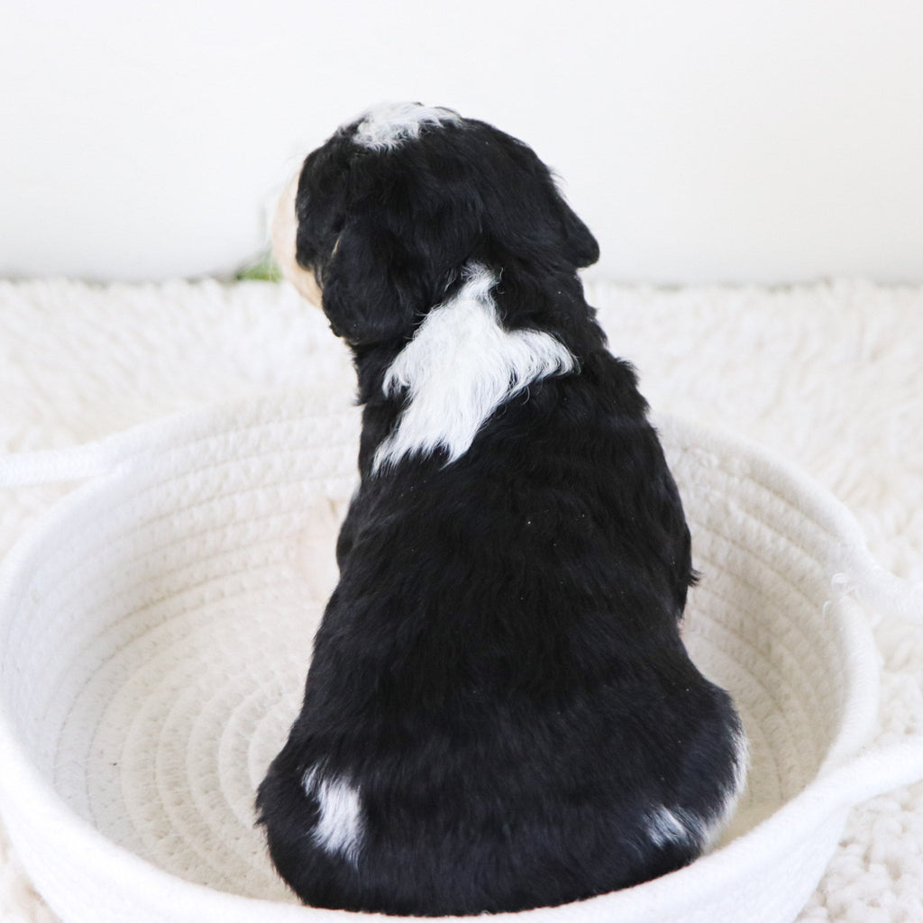 Emerson - Available 11/12