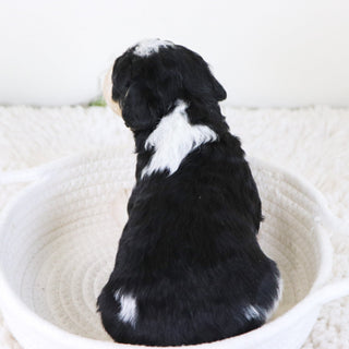 Emerson - Available Now