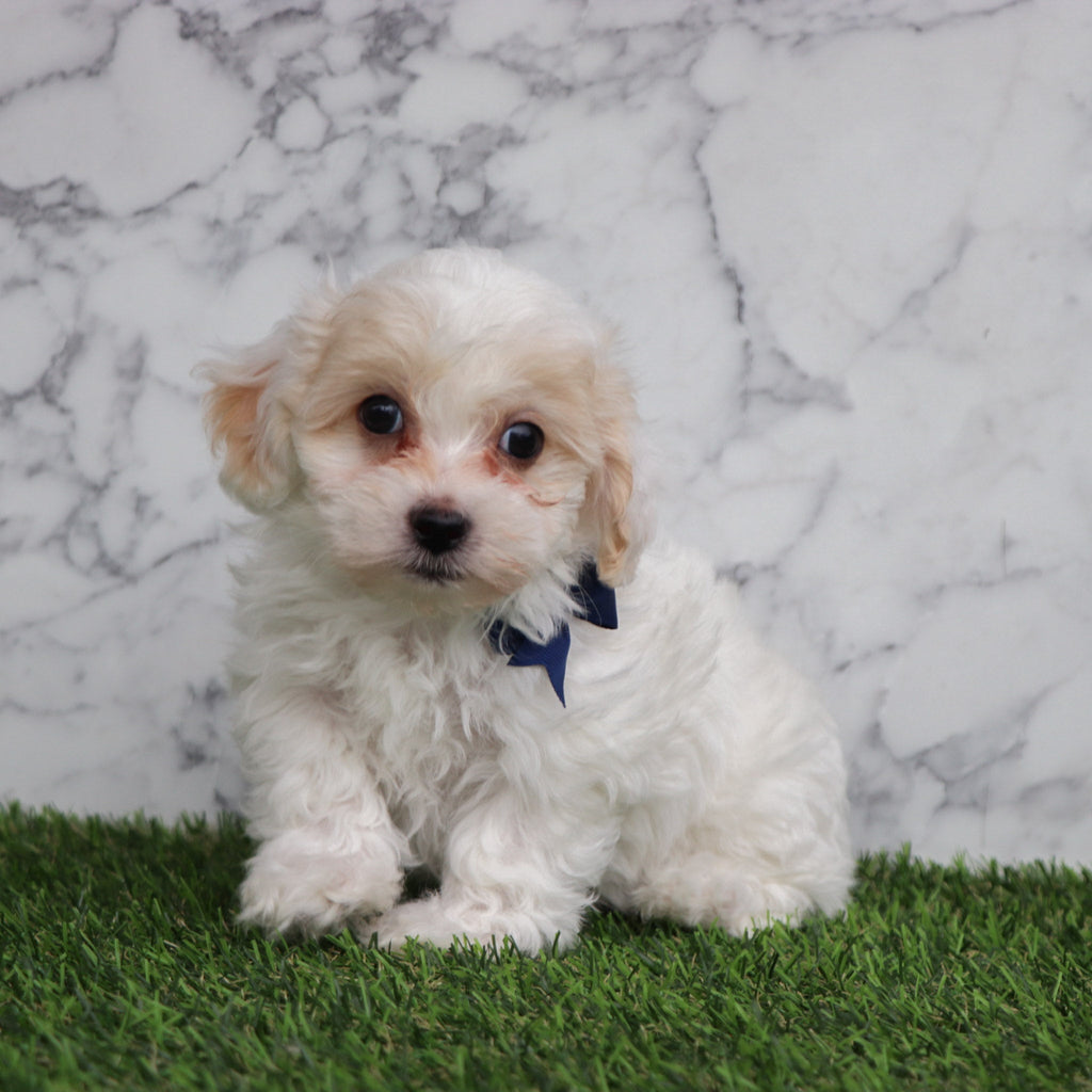 Emmitt - Available Now