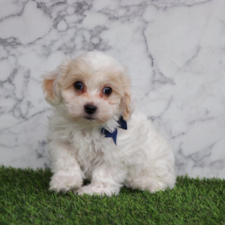 Emmitt - Available Now