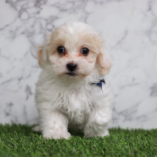 Emmitt - Available Now