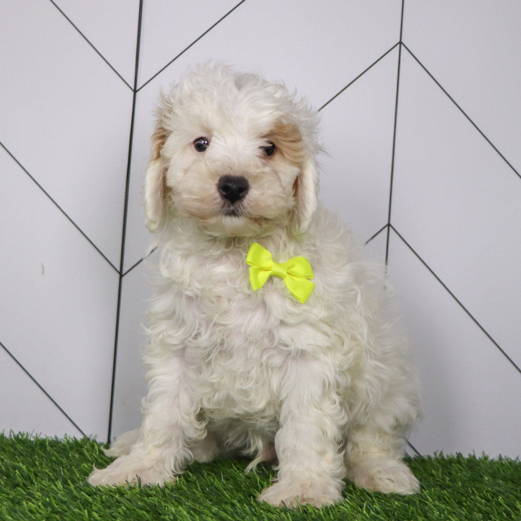 Emmitt - Available Now