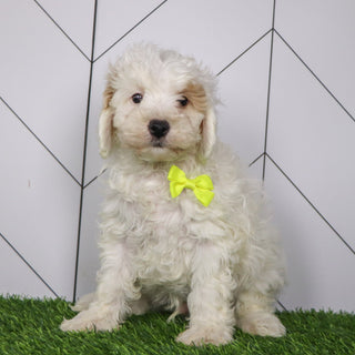 Emmitt - Available Now