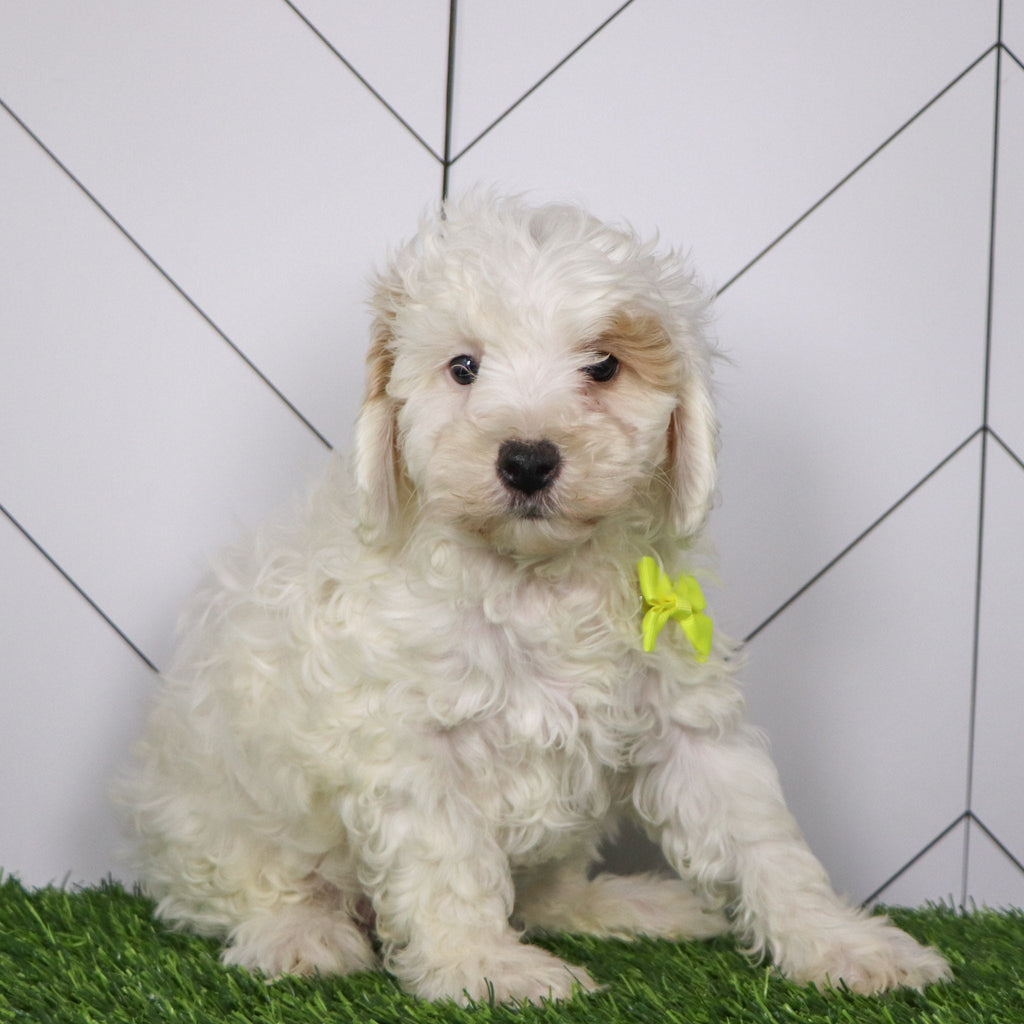 Emmitt - Available Now