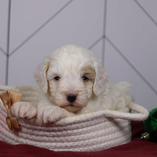 Emmitt - Available Now