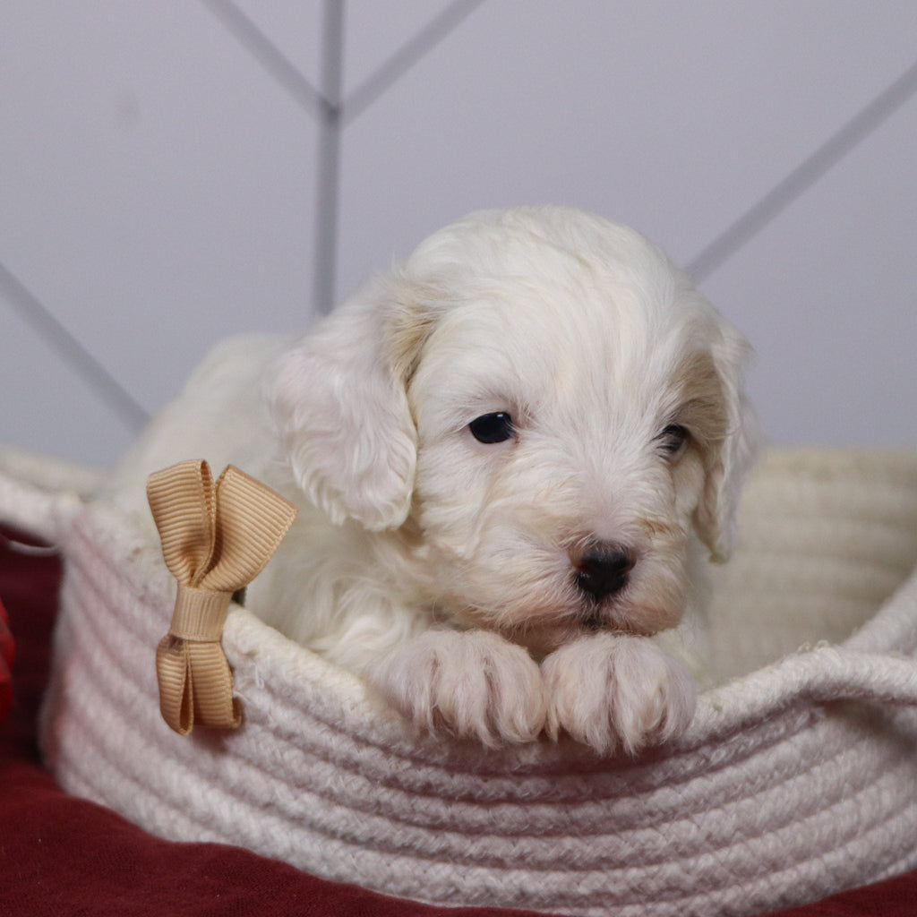 Emmitt - Available 1/14