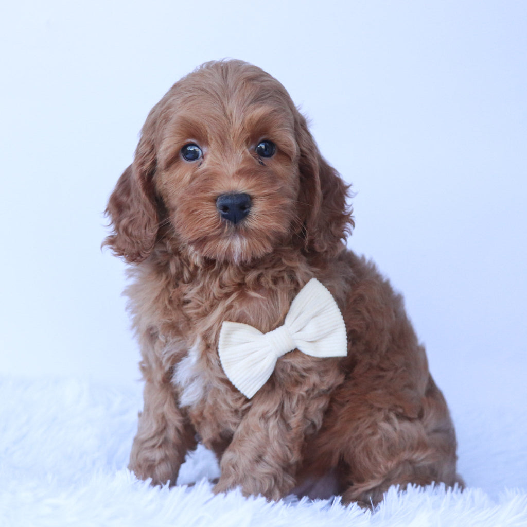 Enzo - Available 10/1