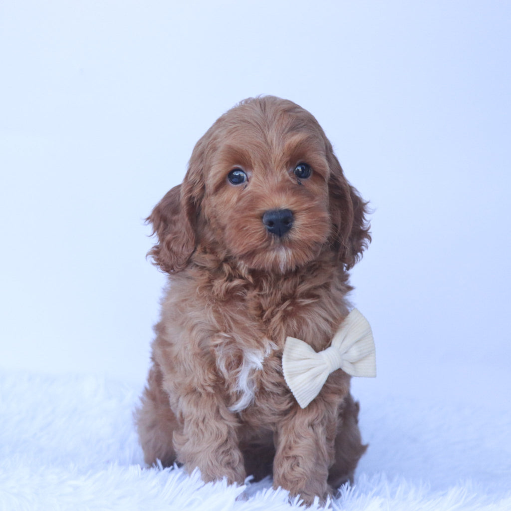 Enzo - Available 10/1