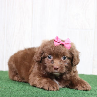 Esther - Available 5/28
