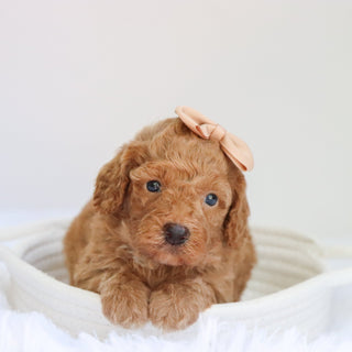 Evelyn - Available 9/3