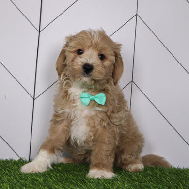 Everest - Available Now