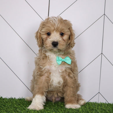 Everest - Available Now