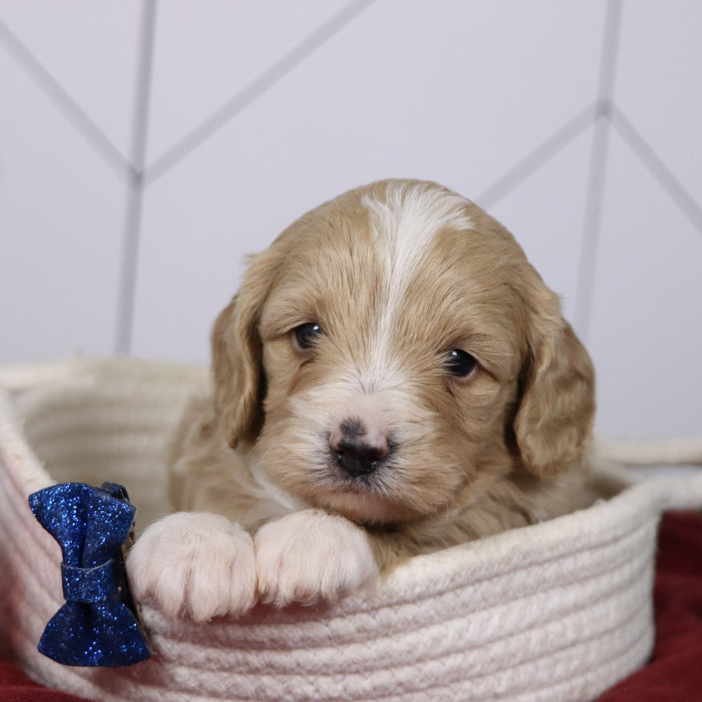 Everest - Available Now