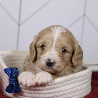 Everest - Available Now