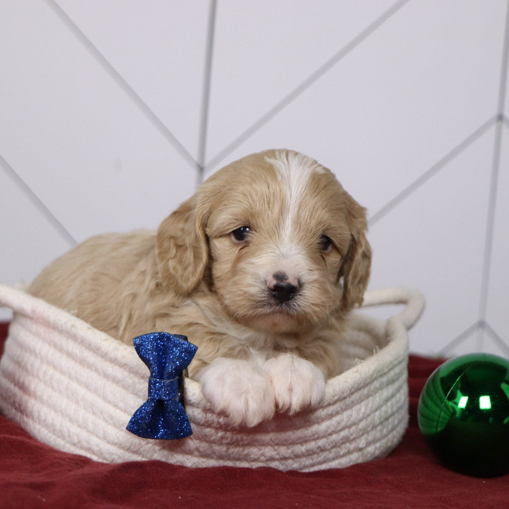 Everest - Available Now